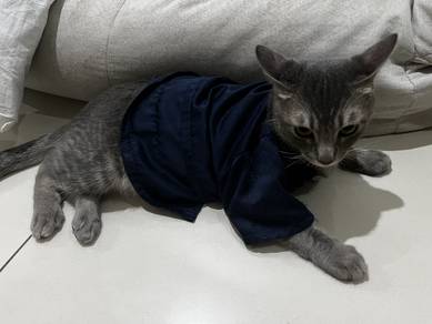 Cat for adoption