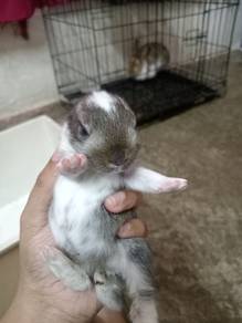 Rabbit big baby