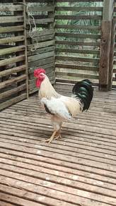 Ayam Light Sussex (British Breed 100% Original)