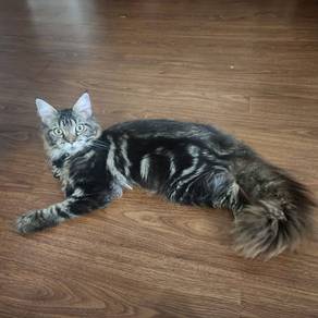 MAINECOON COUPLE 1.8K DAPAT 2 Ekor
