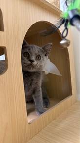 British Shorthair Female Kitten