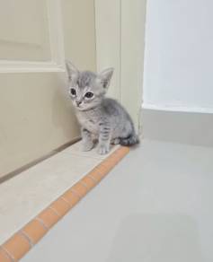 kitten free