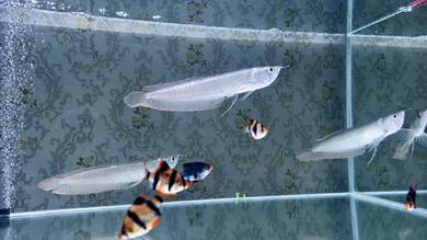 Arowana silver 