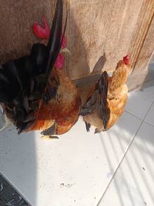 serama nak jual