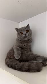 BSH Scottish Fold