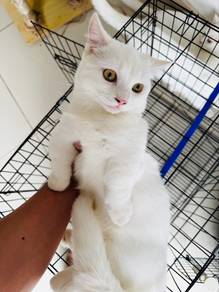 BSH Standard Munchkin Male Kitten Cat Kuching