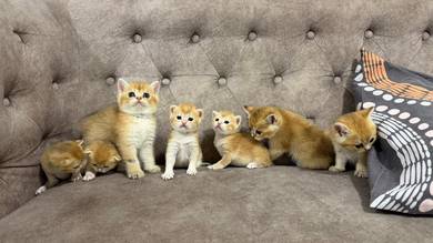 semua BSH Golden