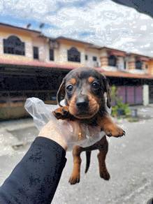 Miniature Dachshund dapple color female