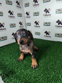Miniature Dachshund dapple male