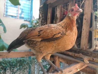 ayam hutan bulat(bukan ori)