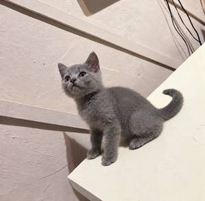Blue BSH