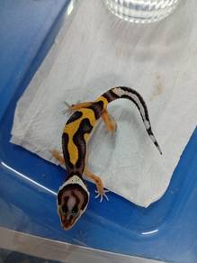 Leopard Gecko 