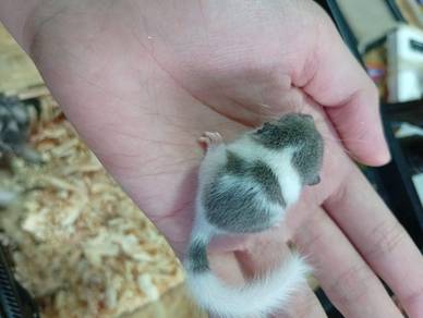 Home Breed Dormouse