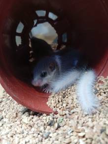 Home Breed Dormouse