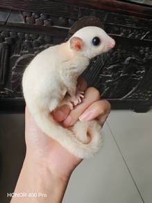 Sugar Glider