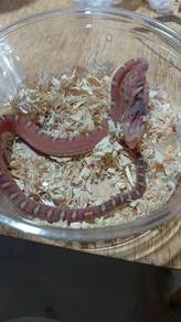 Scaless Corn Snake