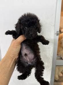 Toy poodle