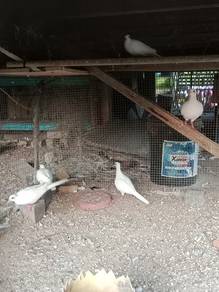 Terkukur burma suara kampung 
