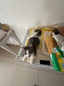 Long haired baby cats