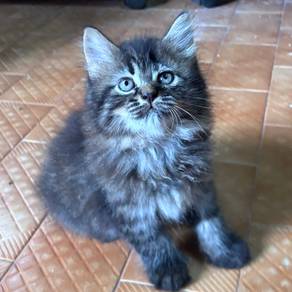 Non ndard Munchkin