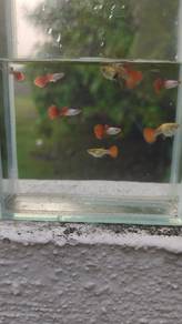 Silverado Red Guppy