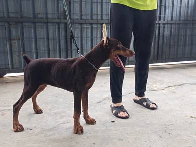 4 months Male Doberman MKA puppy 1610A
