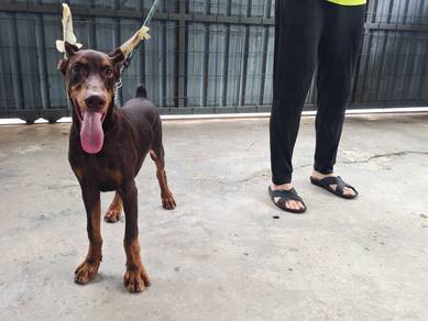 MKA 4 months Male Doberman puppy 1610B