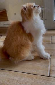 Scottish fold