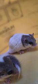 Male Doormouse