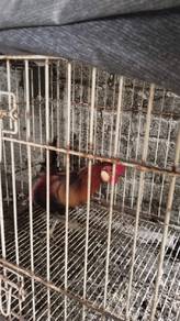 ayam hutan bapak
