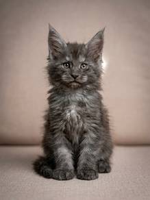 Blacksmoke/White/Black Silver Tabby Mainecoon