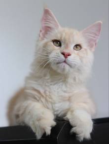 Mainecoon male pure n big size