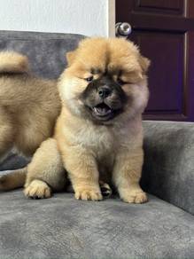 Chow chow