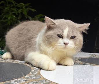kucing british long hair