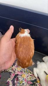 guinea pig (arbok)