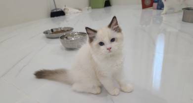 ragdoll
