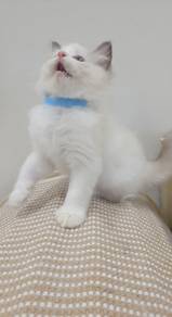 ragdoll