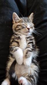 Bengal Marble Kitten