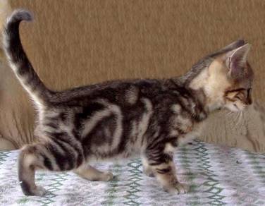 Pure Marble Bengal Kitten