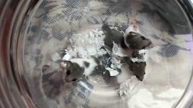 dormouse