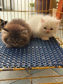 Persian kittens