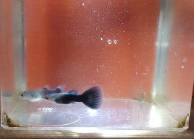 HB Blue Guppy