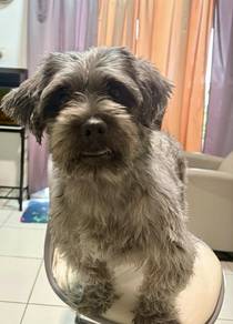 Puppy for sale