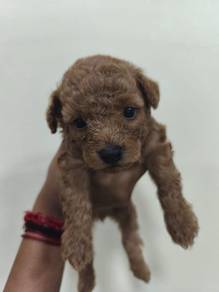 Red brown Toy poodle
