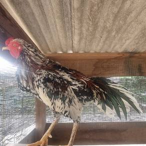 Ayam laga