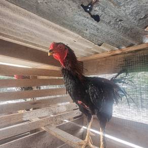 Ayam laga