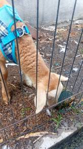 *Urgent* small goat
