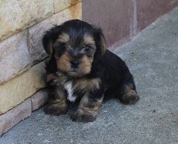 YORKSHIRE TERRIER PUPIES Y44🌻 Male-Female