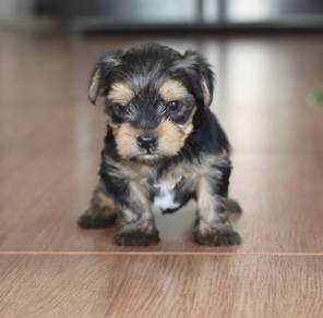 YORKSHIRE TERRIER PUPIES Y47🌻 Male-Female