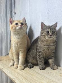 BSH tortie female 7bulan